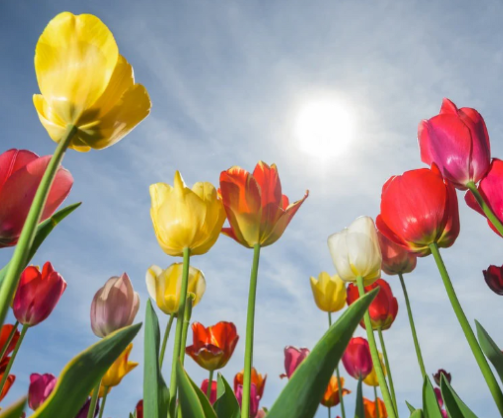 Frühlingserwachen: Neue Energie für Körper und Seele
