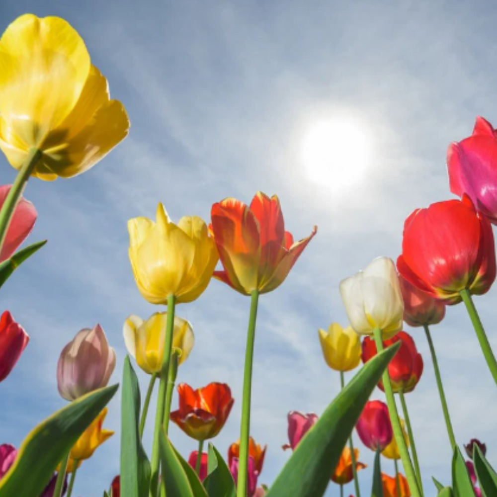 Frühlingserwachen: Neue Energie für Körper und Seele