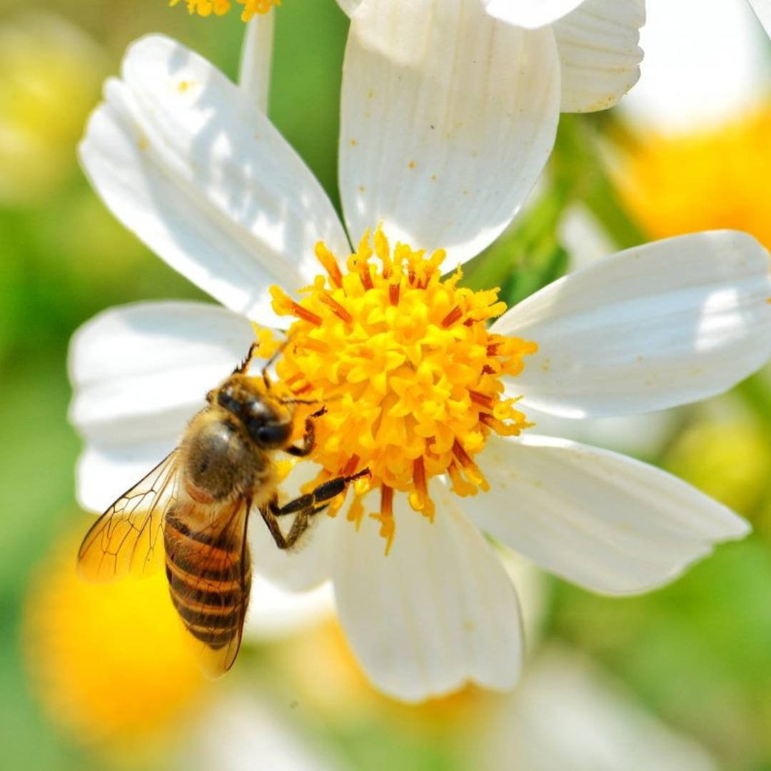 Allergie ade: So bietest du Heuschnupfen die Stirn