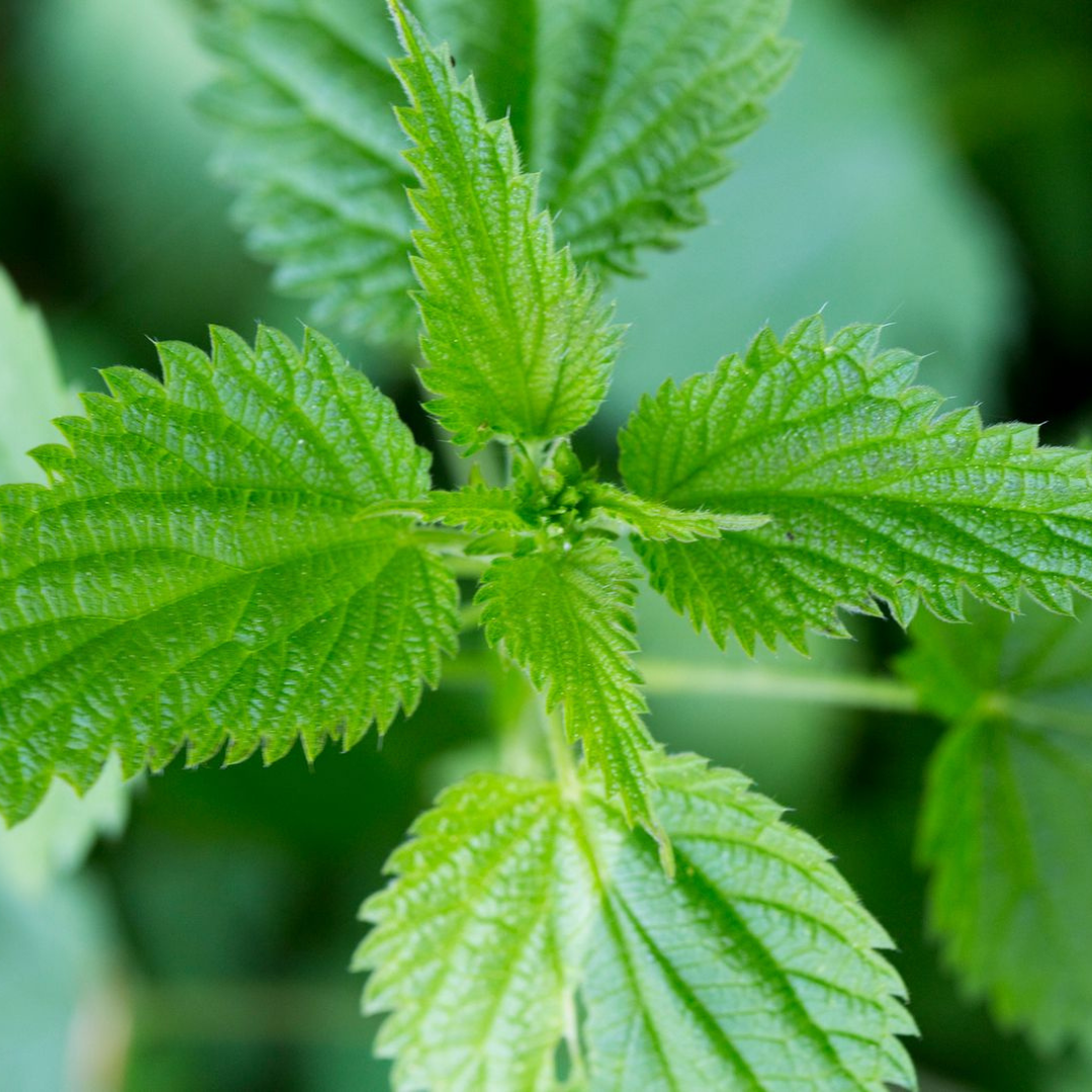 Warum reißen wir dieses Superfood eigentlich aus dem Garten?