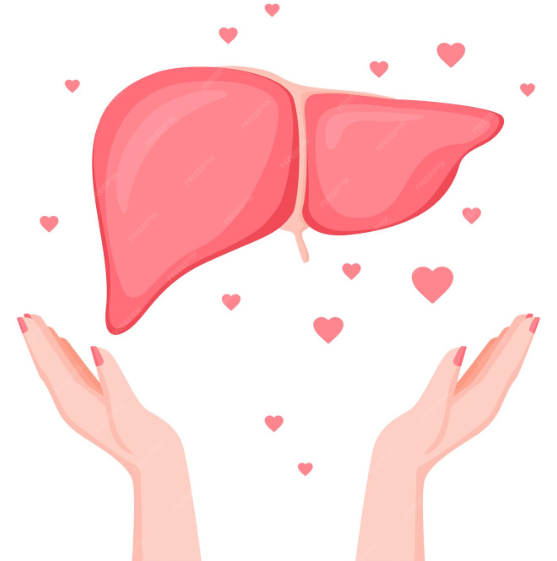 Die unterschätzte Kraft der Leberpflege